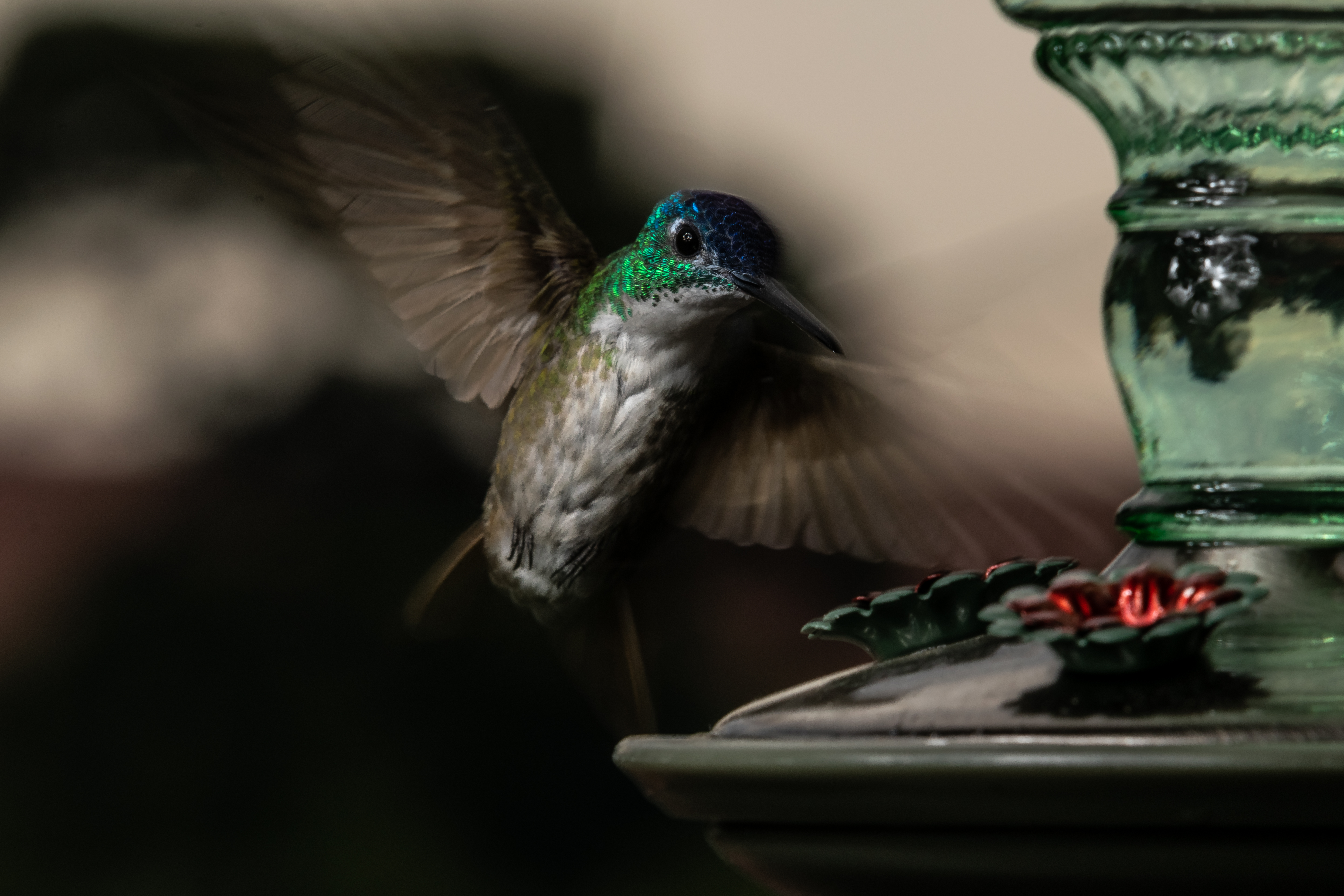 Hummingbirds Archive | ekner.net